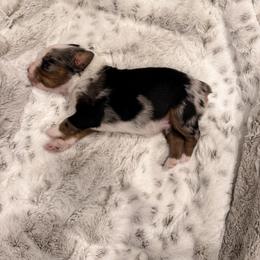 Miniature Australian Shepherd Puppies from Elsa’s lil Wiggle Butts