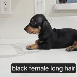 Dachshund Puppies from Christian Perez