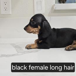 Dachshund Puppies from Christian Perez