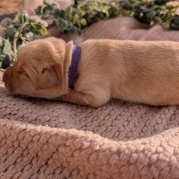 Dilute Retriever and Labrador Retriever Puppies from LC Hunting Labs, LLC.