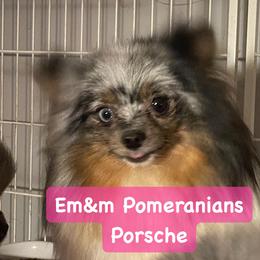 Porsche - Pomeranian
