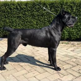 Magnus Chase - Cane Corso
