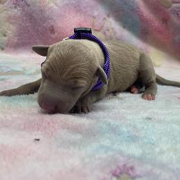 Honey - Fawn female Italian Greyhound puppy in Lancaster, Missouri from White Stone Ranch