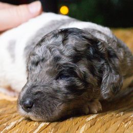 Blue - Blue merle female Bernedoodle puppy in Tyner, Kentucky from Good Dog Doodles