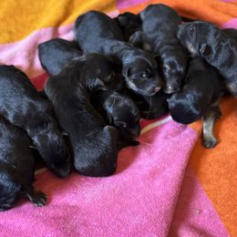 German Shepherd puppies from Von Arc German Shepherds