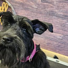 Miniature Schnauzers from Kelley Owen/rowland