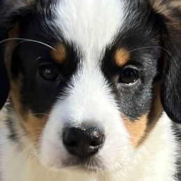 Boy 3 - Black and white Cardigan Welsh Corgi puppy in Illinois from RavenSong Cardigans