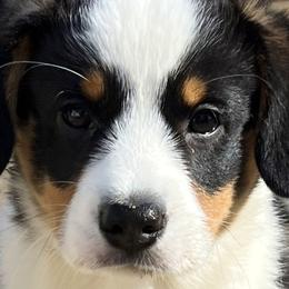 Boy 3 - Black and white Cardigan Welsh Corgi puppy in Illinois from RavenSong Cardigans