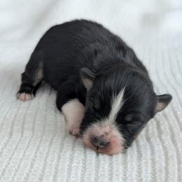 Girl 2 Purple - Black tri-color female Australian Shepherd puppy in Yakima, Washington from Naches Heights Ranch
