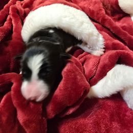 Mr Black - Black and white male Border Collie puppy in San Tan Valley, Arizona from Sherry's Border Collies