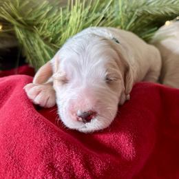 Bluey (Teal) - female Golden Mountain Doodle puppy in Twin Falls, Idaho from Magic Valley Family Doodles