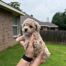 Dream - Cream female Poodle puppy in Bedford, Texas from S.H.A.R.P.’s Toy Poodles