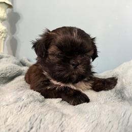Reese's - Brindle and white male Shih Tzu puppy in Hawthorne, Florida from Simply Southern Shihtzus
