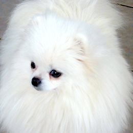 Nostalgia - Pomeranian