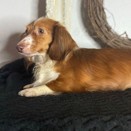 Hannah - Dachshund