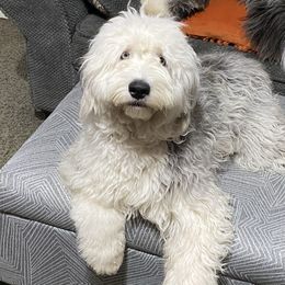 Old English Sheepdog Puppies from Heavinly Blessings Farm Pups - Old English Sheepdog Puppies