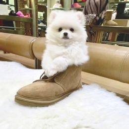 Pomeranian Puppies from Bon Bon Poms