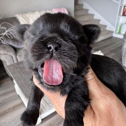 Magic - Black male Shih Tzu puppy in Bentonville, Arkansas from T & D Dachshunds by design