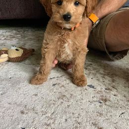Cockapoo, Cocker Spaniel, and Goldendoodle Puppies from Robbin's Treasures