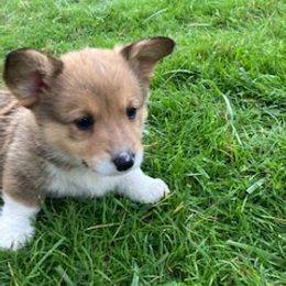 Pembroke Welsh Corgi Puppies from Red Wagon Farm