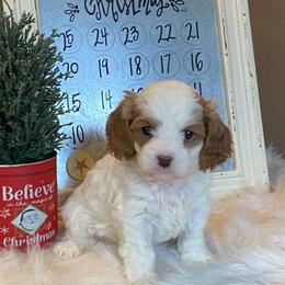 Cavapoo and Coton de Tulear Puppies from Big Gulch Puppies
