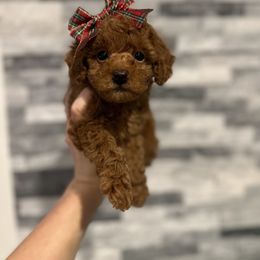 Cavapoo, Cockapoo, and Poodle Puppies from Heavenly Puppies to Love