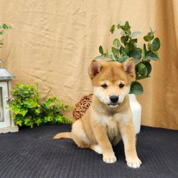 Bo - Sesame male Shiba Inu puppy in Illinois from Precious-Puppies