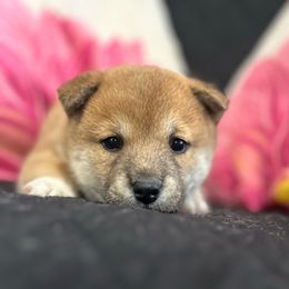 Byron - Sesame male Shiba Inu puppy in Ewing Township, New Jersey from NJ Shiba Baby