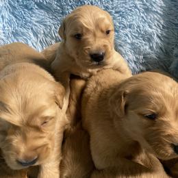 Golden Retriever Puppies from DeClercks Goldens