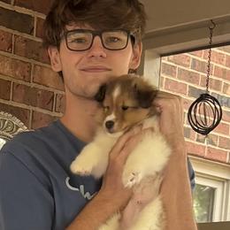 Shetland Sheepdog Puppies from Wellington Shelties