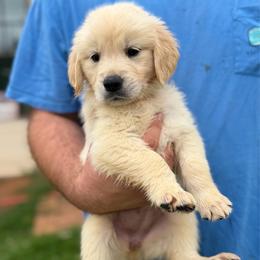 GiGi - Golden female Golden Retriever puppy in Warrenton, Virginia from Four Lochs LLC