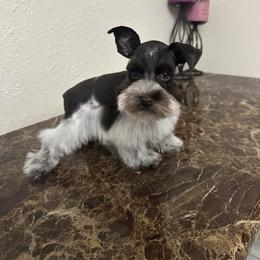 Kai - Parti male Miniature Schnauzer puppy in San Antonio, Texas from Texas Blessed Schnauzers