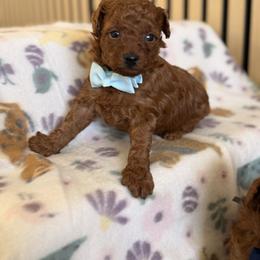 Alexander - Red  male Poodle puppy in Miami, Florida from Sakura Poodles