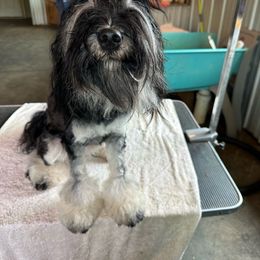 Jo - Tibetan Terrier