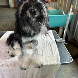 Jo - Tibetan Terrier