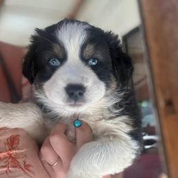 Bronx - Black tri-color female Australian Shepherd puppy in Takilma, Oregon from Little Elder Creek Australian Shepherds