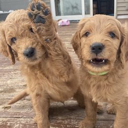 Bernedoodle and Goldendoodle Puppies from Saratoga Goldendoodles