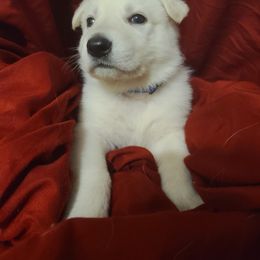 German Shepherd Puppies from Arctic Argonauts