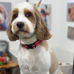 Khloe - Cavapoo