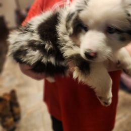 Hercules - Blue merle Miniature Australian Shepherd puppy in Trenton, Tennessee from Lauren's Little Aussies