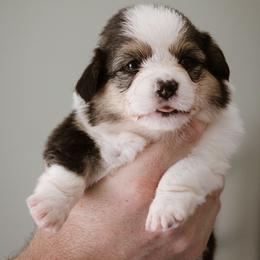 Roma - Black and tan female Pembroke Welsh Corgi puppy in South Otselic, New York from Ridge Top Corgis
