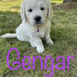 Golden Retriever Puppies from English Creams of Morningstar