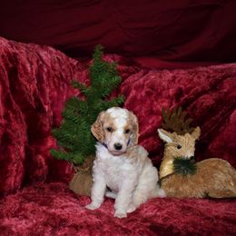 Cupid - G2 Purple Female - Parti female Poodle puppy in Nelson, Missouri from MD Triple Creek Ranch