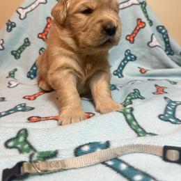 Boy 1-Silver - Golden male Golden Retriever puppy in North Pole, Alaska from Mulberry Retrievers