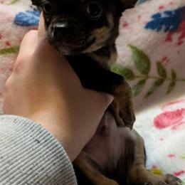 Bryson - Fawn brindled black male Chihuahua puppy in Amity, Pennsylvania from Baxters Chihuahuas