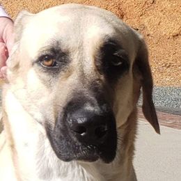 Anatolian Shepherd Dogs and Dachshunds from LaBrosa Kennels