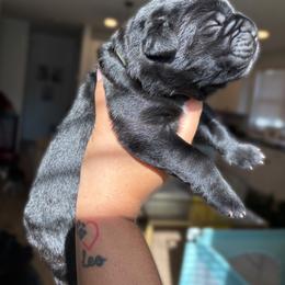 Cane Corso Puppies from Bellissima Cala Cane Corso