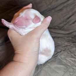 Valentine - Blenheim male Cavapoo puppy in Austin, Texas from Doodles of Central Texas