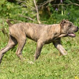 Cane Corso Puppies from Willow Creek Cane Corsos