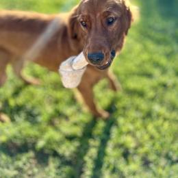 Golden Retriever Puppies from Arizona Dream Goldens